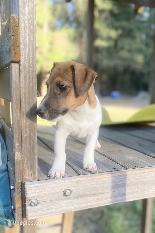 Pierce – Jack Russell Terrier puppy for sale in Little Rock, AR