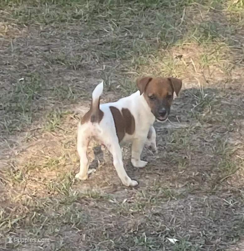 Dean – Jack Russell Terrier puppy for sale in Little Rock, AR