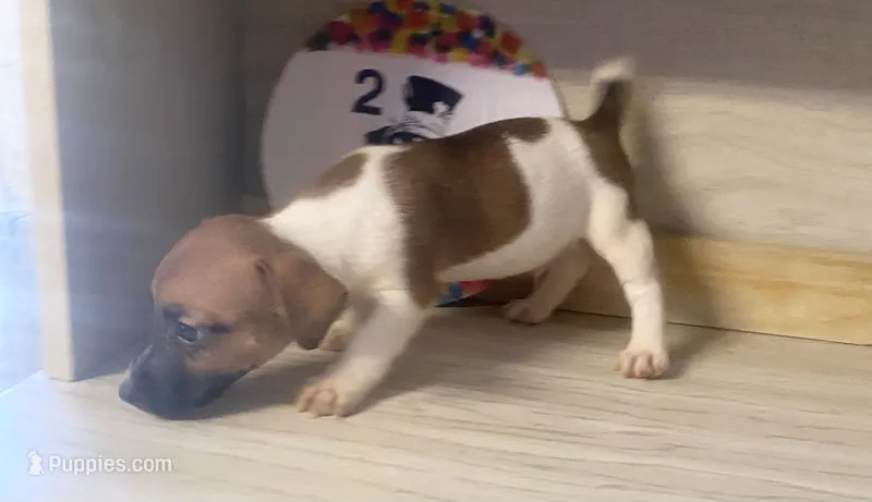 Peter – Jack Russell Terrier puppy for sale in Memphis, TN