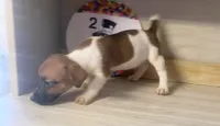 Peter, a male Jack Russell Terrier for sale in Memphis, TN – 1 of 7