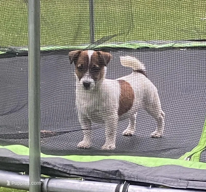 Tess – Jack Russell Terrier puppy for sale in Magnolia, AR