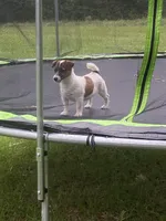 Tess, a female Jack Russell Terrier for sale in Magnolia, AR – 2 of 3