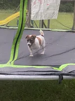 Tess, a female Jack Russell Terrier for sale in Magnolia, AR – 3 of 3