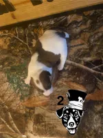 Surley , a male Jack Russell Terrier for sale in Magnolia, AR – Photo 2 of 3
