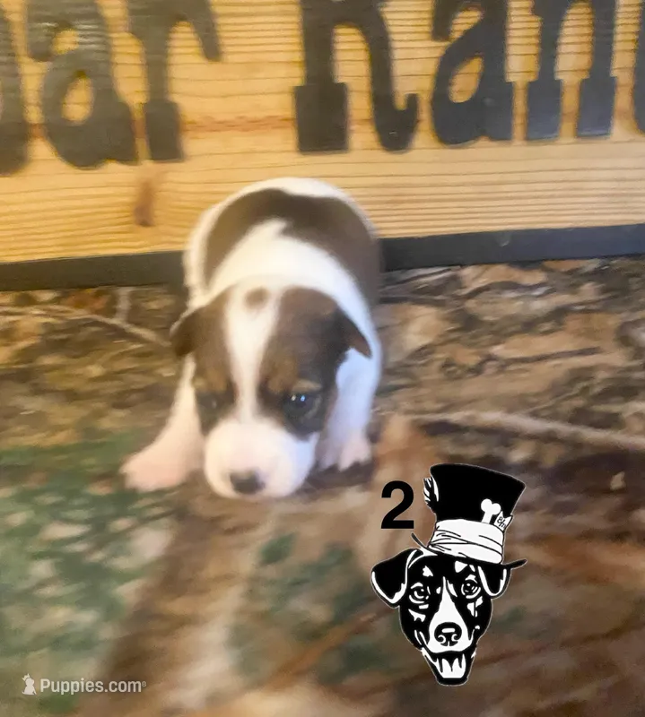 Surley  – Jack Russell Terrier puppy for sale in Magnolia, AR