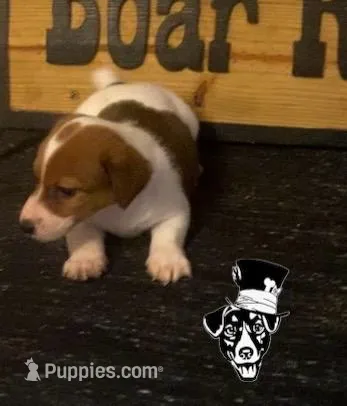 Surley  – Jack Russell Terrier puppy for sale in Magnolia, AR