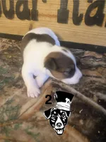 Surley , a male Jack Russell Terrier for sale in Magnolia, AR – Photo 3 of 3