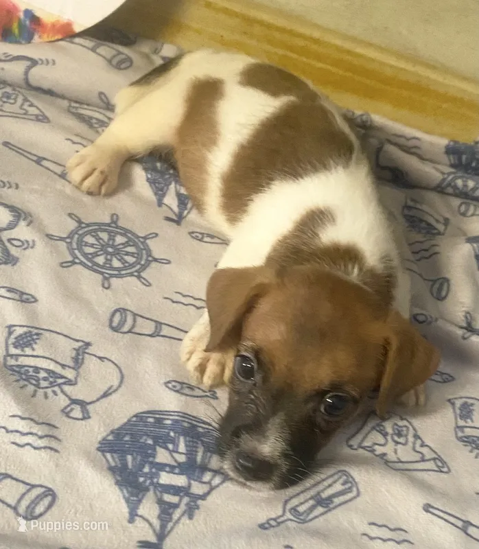 Perry – Jack Russell Terrier puppy for sale in Memphis, TN