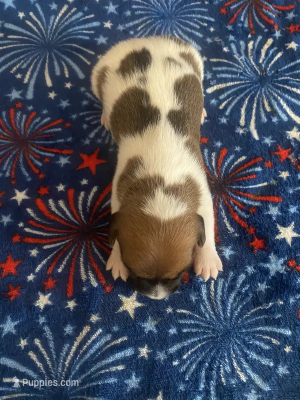 Perry – Jack Russell Terrier puppy for sale in Magnolia, AR
