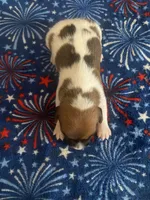 Perry, a male Jack Russell Terrier for sale in Magnolia, AR – 1 of 2