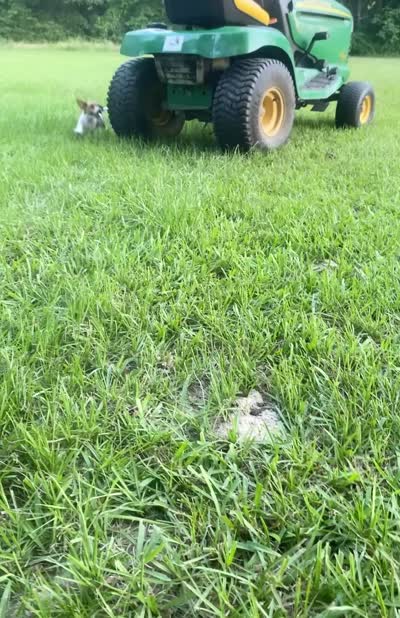Sunny, a male Jack Russell Terrier for sale in Magnolia, AR – 2 of 2