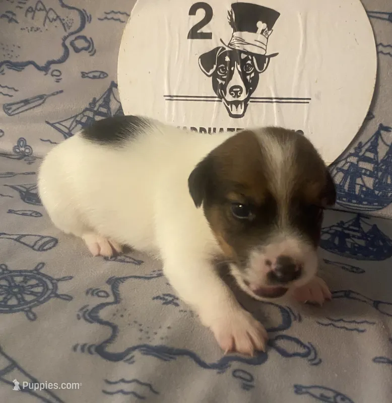 Parker – Jack Russell Terrier puppy for sale in Magnolia, AR