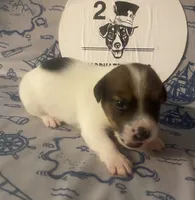Parker, a male Jack Russell Terrier for sale in Magnolia, AR – 1 of 3