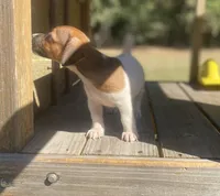 Beckham, a male Jack Russell Terrier for sale in Little Rock, AR – 2 of 5