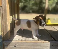 Briar, a male Jack Russell Terrier for sale in Little Rock, AR – 2 of 3