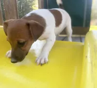 Dean, a male Jack Russell Terrier for sale in Little Rock, AR – 3 of 3