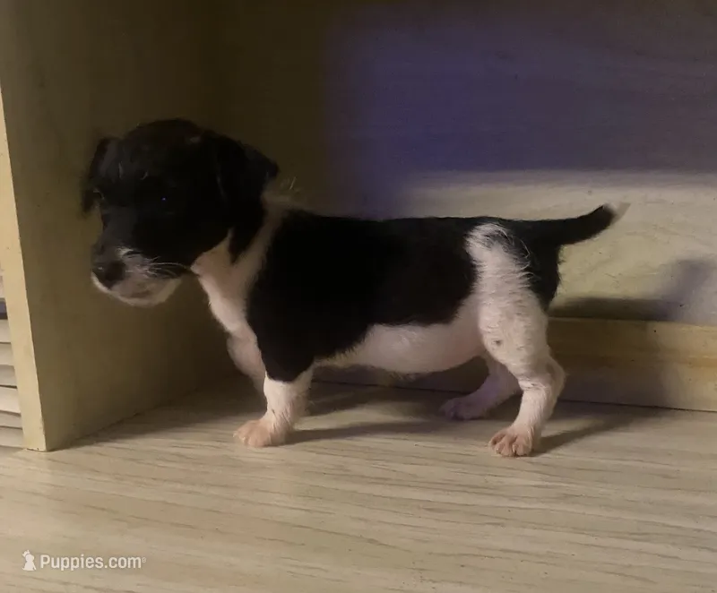 Nora  – Jack Russell Terrier puppy for sale in Magnolia, AR