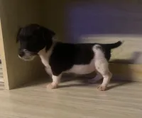 Nora , a female Jack Russell Terrier for sale in Magnolia, AR – 1 of 5