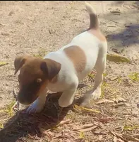 Dean, a male Jack Russell Terrier for sale in Little Rock, AR – 1 of 1