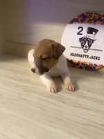 Polo, a male Jack Russell Terrier for sale in Memphis, TN – 4 of 4