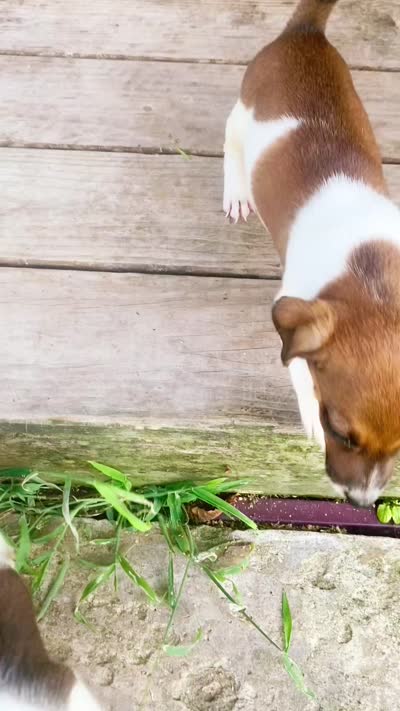 Pierce, a male Jack Russell Terrier for sale in Little Rock, AR – 2 of 2