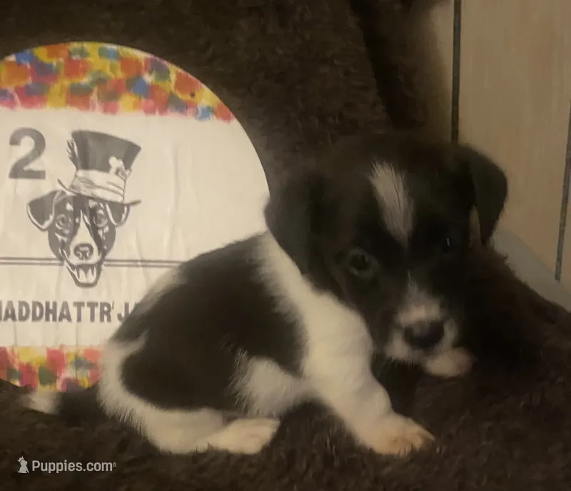 Quill  – Jack Russell Terrier puppy for sale in Magnolia, AR