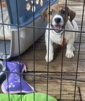 Polo, a male Jack Russell Terrier for sale in Little Rock, AR – 2 of 3