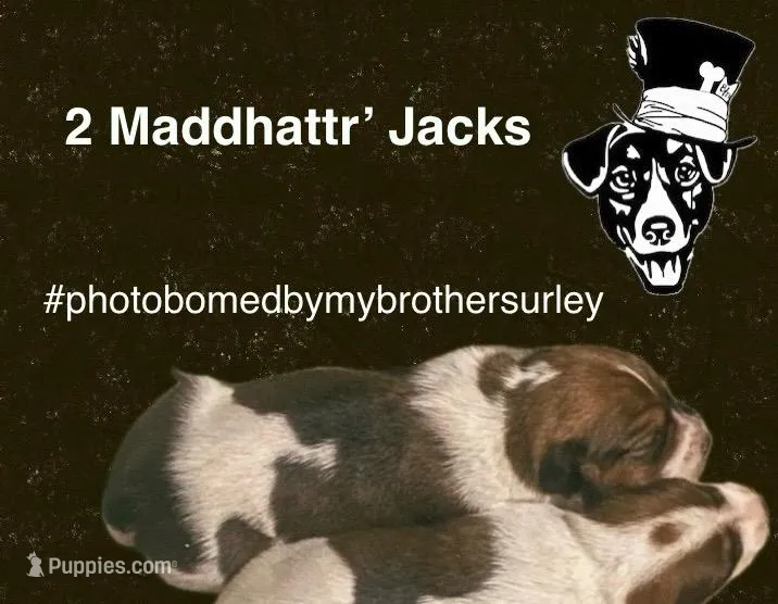 Sunny – Jack Russell Terrier puppy for sale in Magnolia, AR