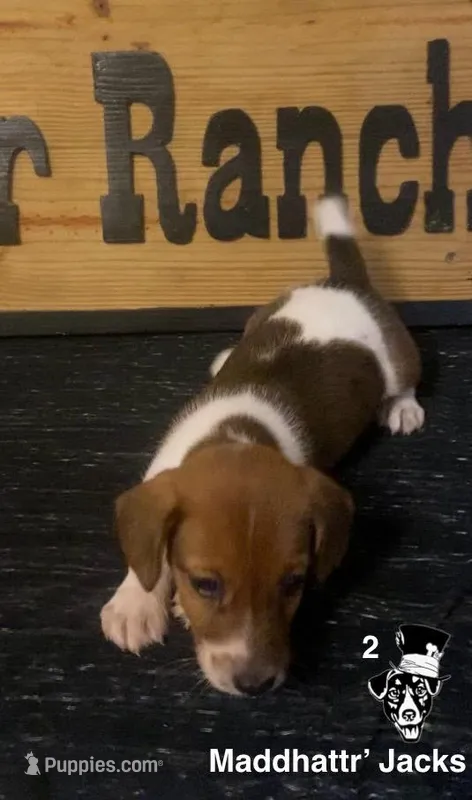 Sunny – Jack Russell Terrier puppy for sale in Magnolia, AR