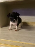 Nora, a female Jack Russell Terrier for sale in Magnolia, AR – 2 of 2