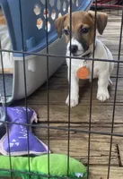 Polo, a male Jack Russell Terrier for sale in Little Rock, AR – 3 of 3