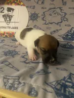 Pippa, a female Jack Russell Terrier for sale in Magnolia, AR – 3 of 3