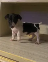 Nash, a male Jack Russell Terrier for sale in Magnolia, AR – 2 of 3
