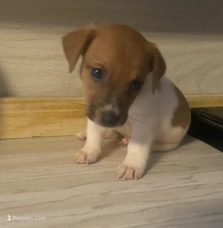 Rory – Jack Russell Terrier puppy for sale in Memphis, TN