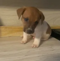 Rory, a male Jack Russell Terrier for sale in Memphis, TN – 1 of 4