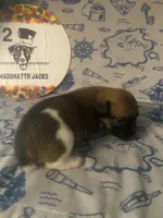 Prim, a female Jack Russell Terrier for sale in Magnolia, AR – 2 of 3