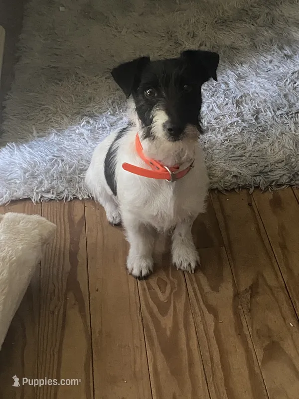 Fai – Jack Russell Terrier puppy for sale in Magnolia, AR