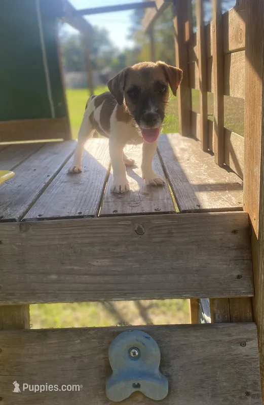 Perry – Jack Russell Terrier puppy for sale in Little Rock, AR