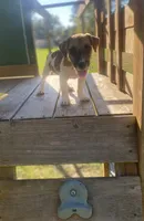 Perry, a male Jack Russell Terrier for sale in Little Rock, AR – 1 of 3