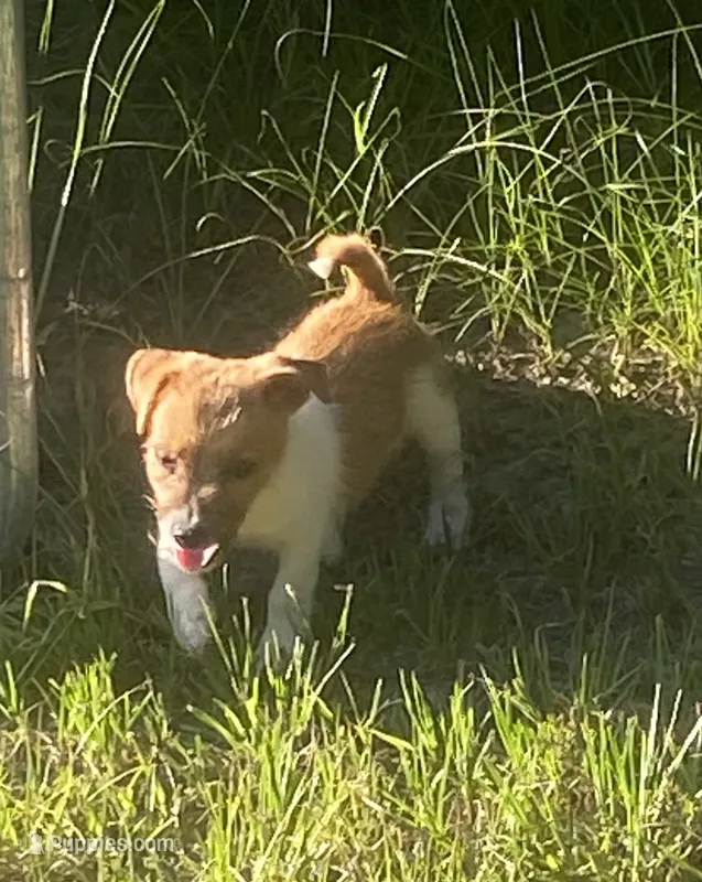 Denver – Jack Russell Terrier puppy for sale in Little Rock, AR