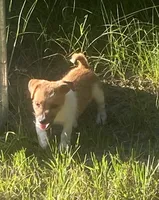 Denver, a male Jack Russell Terrier for sale in Little Rock, AR – 1 of 3