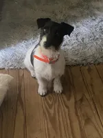 Fai, a female Jack Russell Terrier for sale in Magnolia, AR – 2 of 2