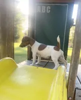 Dean, a male Jack Russell Terrier for sale in Little Rock, AR – 2 of 3