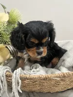 AKC Sammie, a male Cavalier King Charles Spaniel for sale in Greensburg, KY – 6 of 6