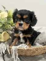 AKC Sammie, a male Cavalier King Charles Spaniel for sale in Greensburg, KY – 5 of 6