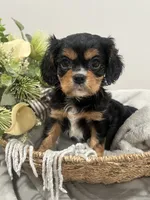 AKC Sammie, a male Cavalier King Charles Spaniel for sale in Greensburg, KY – 4 of 6