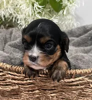 Full AKC Sammie, a male Cavalier King Charles Spaniel for sale in Greensburg, KY – Photo 2 of 9
