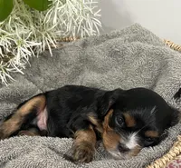 Full AKC Sammie, a male Cavalier King Charles Spaniel for sale in Greensburg, KY – Photo 7 of 9