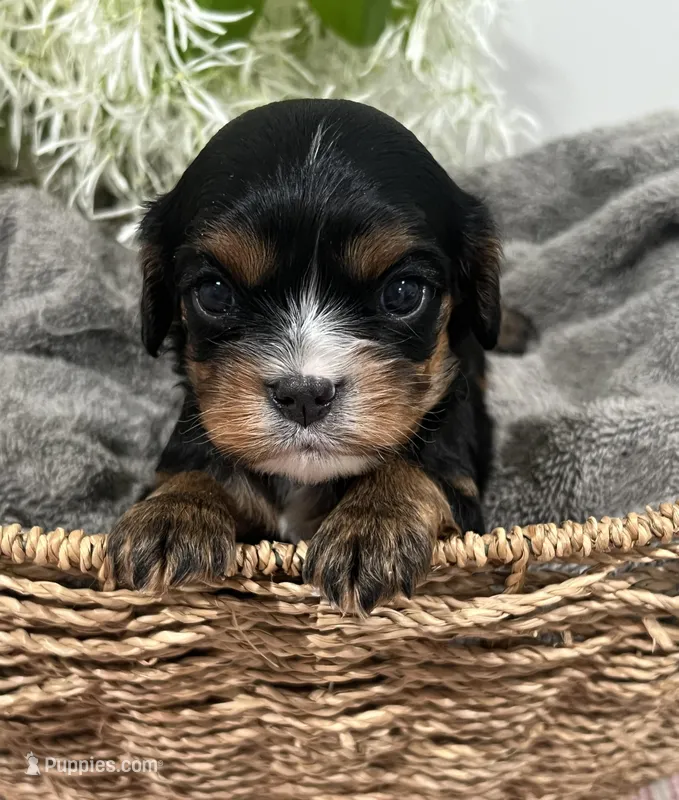 Full AKC Sammie – Cavalier King Charles Spaniel puppy for sale in Greensburg, KY