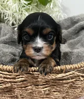 Full AKC Sammie, a male Cavalier King Charles Spaniel for sale in Greensburg, KY – Photo 1 of 9